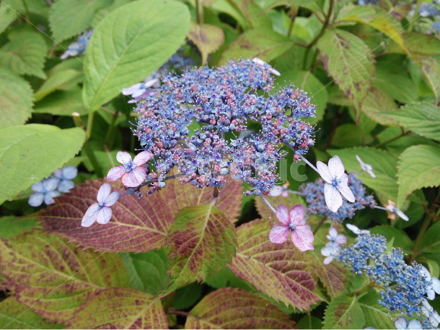 보라색,가을,꽃,산,흰색,녹색,식물,자연,plants,nature,꽃,flower