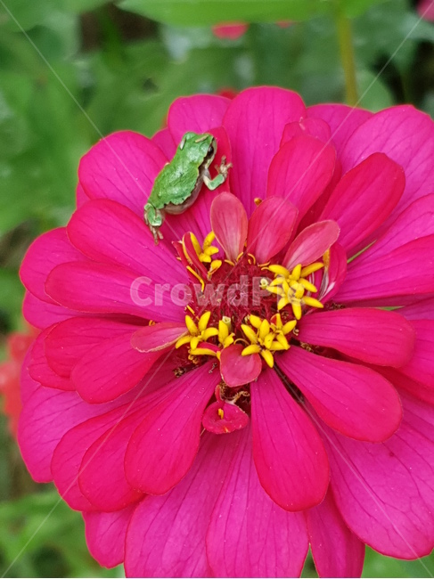 청개구리,plant,식물,pollen,화분,개구리,파충류,백일홍,꽃,귀여운,식물,자연,plants,nature,꽃,flower,파충류,양서류,reptile,amphibian
