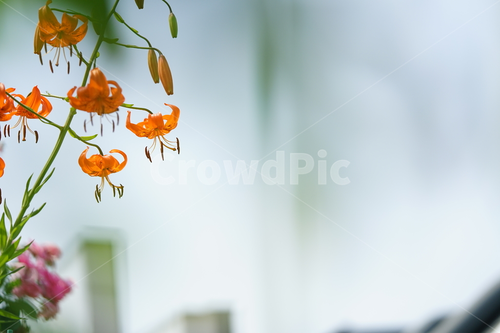 꽃,플라워,색감,컬러,주황색,오렌지빛,식물,접사,flower,생명,나리꽃,감성사진,자연,컬러풀,식물,자연,plants,nature,꽃,flower