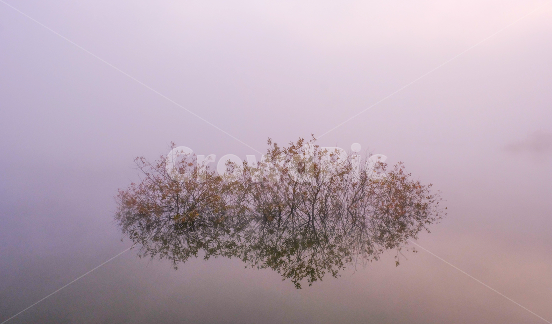 연못,물,반영,나무,안개,자연,자연,풍경,nature,landscape,weather,날씨,outdoors,옥외,fog