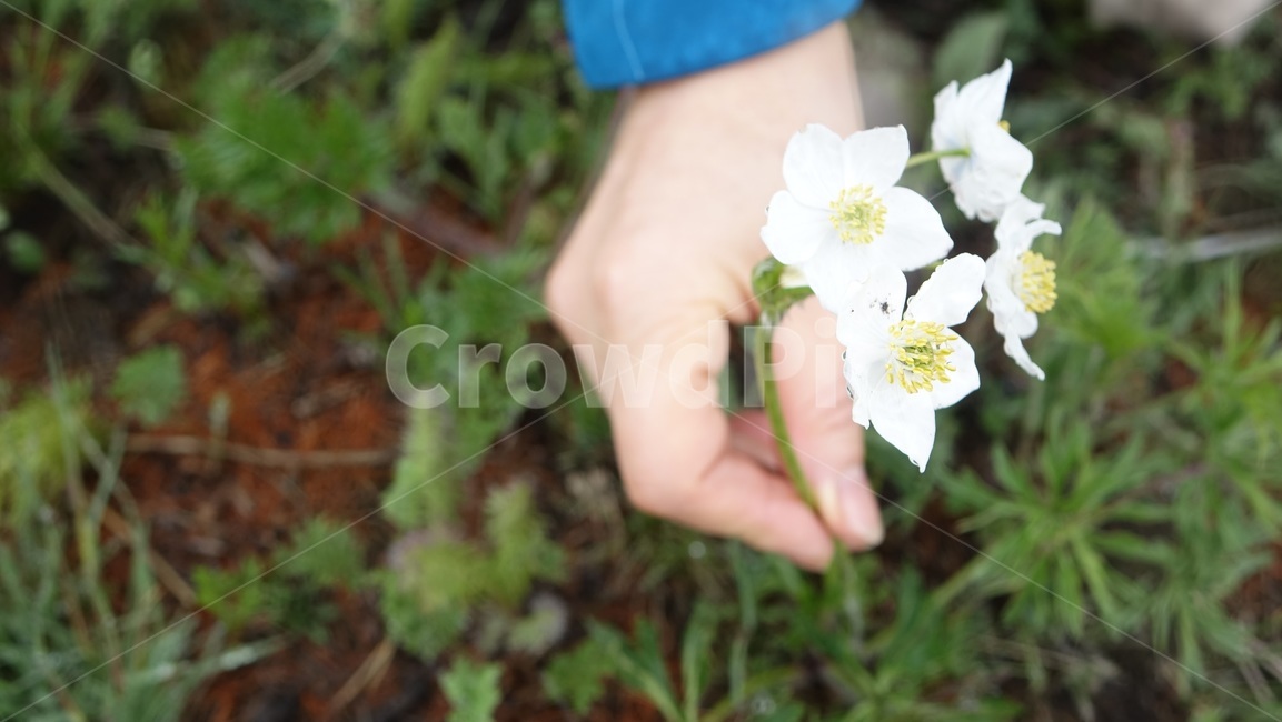 야외,꽃,야생화,field,green,flower,nature,자연,손