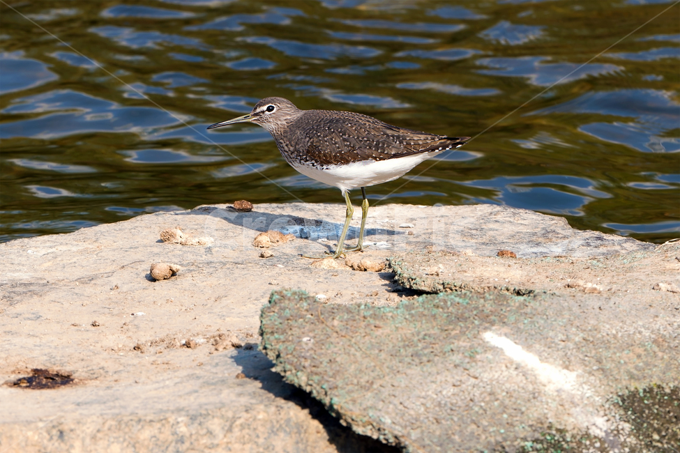 도요,도요새,삑삑도요,삑삑도요새,새,조류,야생동물,자연,생태,생태계,longbill,greensandpiper,animal,bird,동물,animal,조류,새,birds