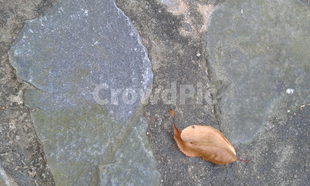 식물,잎,plant,leaf,돌,낙엽