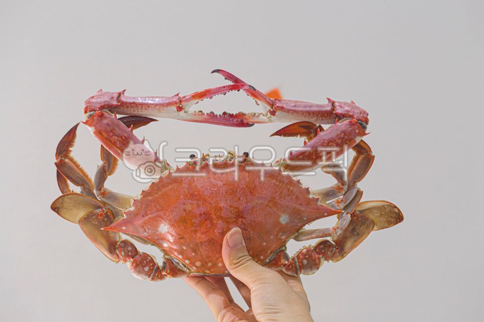 꽃게,숫꽃게,활꽃게,제철꽃게,가을꽃게,해산물,갑각류,꽃게찜,게찜,집게다리,게살