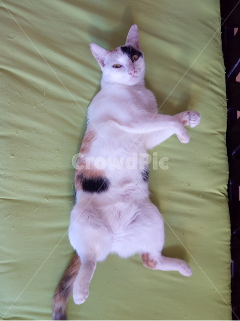 고양이,동물,cat,kitten,반려묘