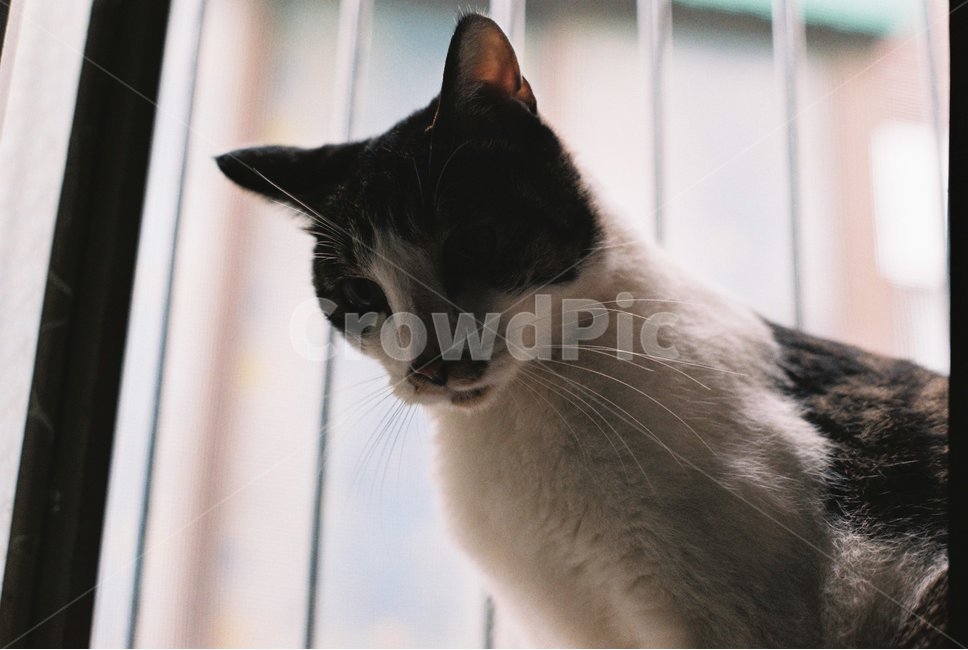 고양이,cat,동물,인물,반려동물,애완,애완묘,근접