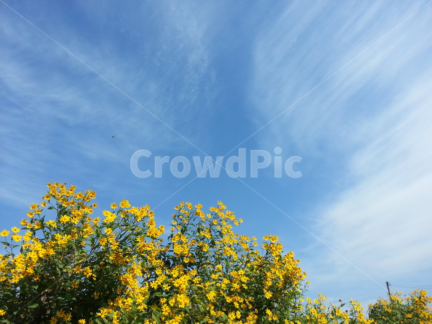 노란꽃,하늘,구름,자연,풍경,flower,sky,cloud,식물,자연,plants,nature,꽃,flower