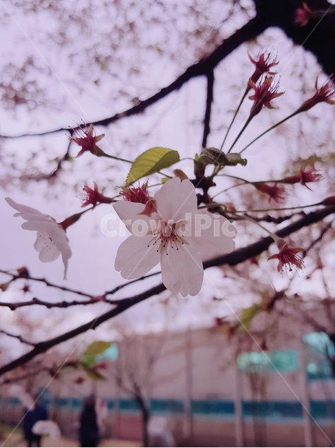 꽃,벚꽃,배경,계절,봄,봄,계절,spring,season,식물,자연,plants,nature,꽃,flower,plant,blossom