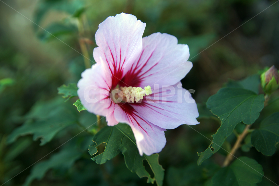 무궁화,식물,꽃,아욱과,낙엽관목,국화,나라꽃,우리나라꽃,식물,자연,plants,nature,꽃,flower