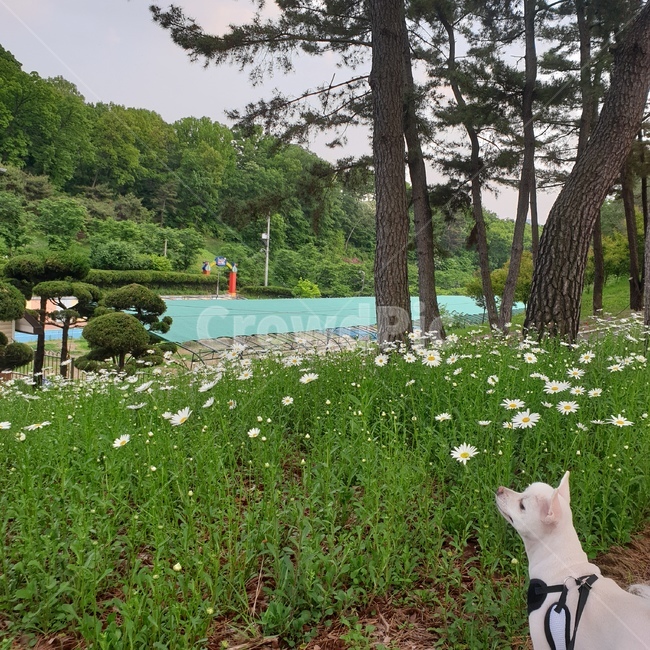 강아지,자연,꽃,풍경,나무,우거진,풀,반려견,dog,nature,flower,landscape,tree,leafy,grass,pet,color,green,white,mint,red,brown,색감,초록색,흰색,빨간색,갈색,산책,walk