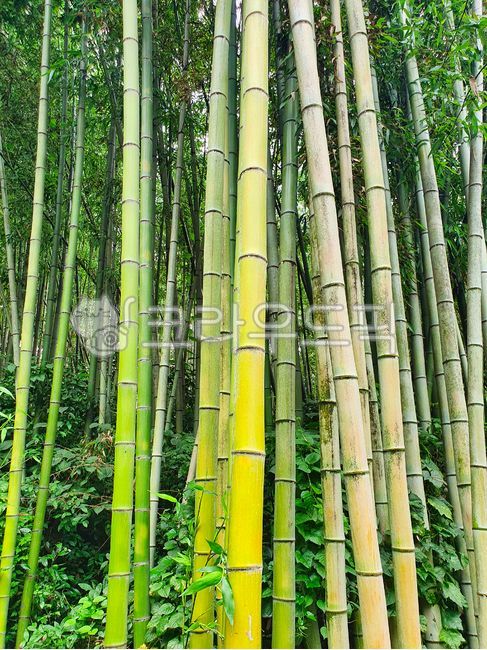 대나무숲,대나무,초록색,숲,대나무풍경,나무,식물