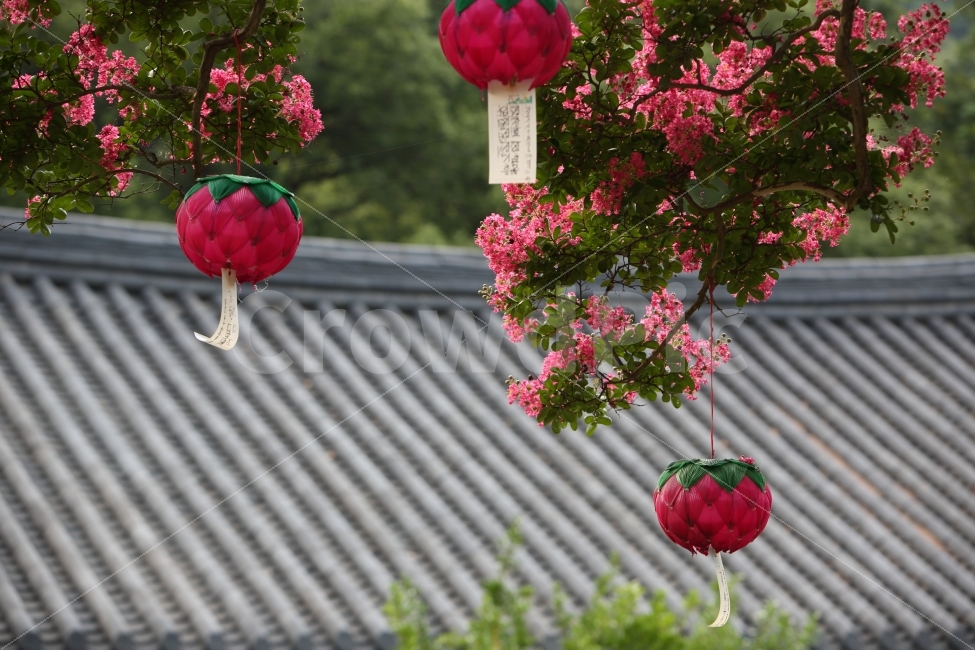 화순만연사,만연사홍등,만연사겨울,배롱나무,무등산국립공원,식물,자연,plants,nature,꽃,flower,종교,신앙,religion,belief,faith