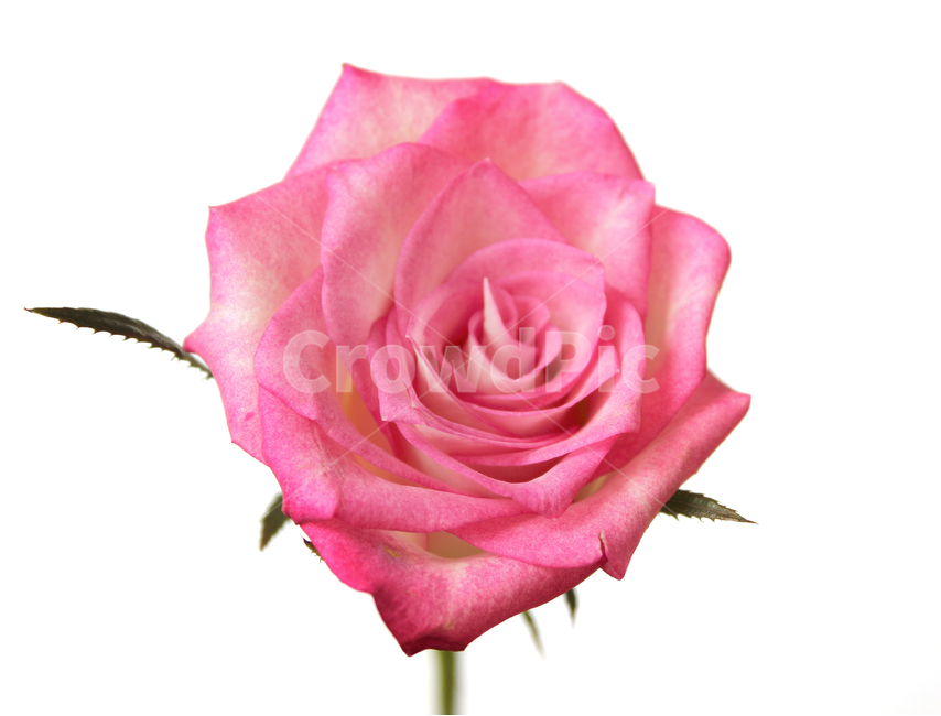 꽃,장미,장미꽃,핑크,생화,rose,flower,pink,신선한,식물,사랑,로맨스,love,romantic,roseflower,fresh,plant,흰배경,플라워,자연,활짝핀,꽃송이,클로즈업,분홍,분홍색,로즈,꽃,flower,누끼,remove background