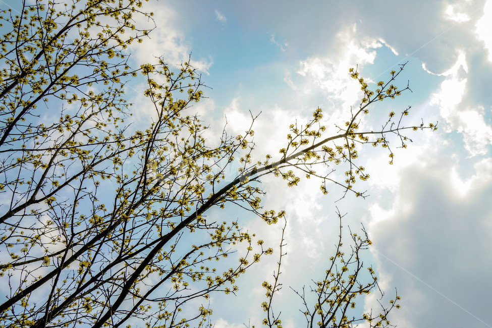 봄,산수유,노란꽃,꽃,하늘,나무,노란빛,노란색,봄꽃,봄,계절,spring,season,식물,자연,plants,nature,꽃,flower,flare,플레어,light,빛