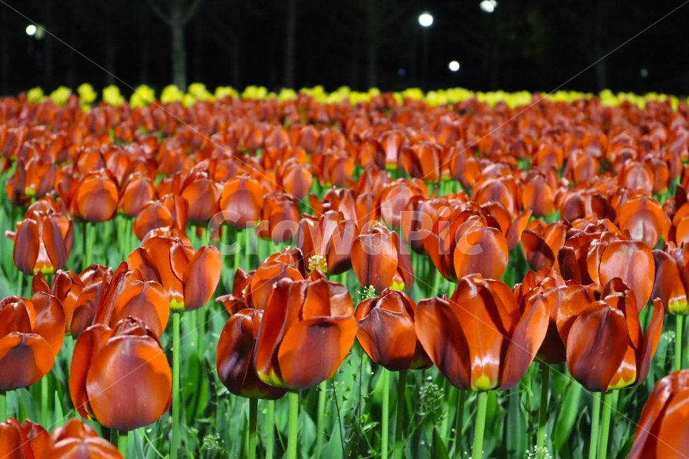 튤립,tulip,꽃,flower,식물,꽃밭,튤립밭,빨간튤립,빨간꽃,red,redflower,blossom,flowers,야경,plant,natural,spring,봄,문암생태공원