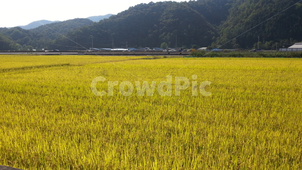 가을,벼,들,자연,풍경,가을,계절,fall,autumn,season,농업,농사,agriculture,farming,farming industry,outdoors,옥외,grassland,목초지,field,nature