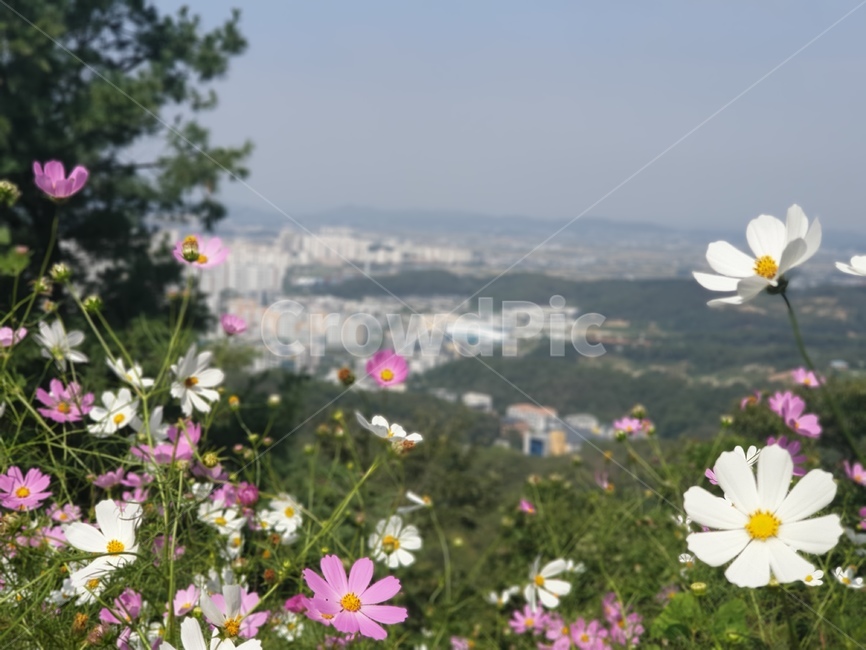 가현산정상,코스모스,가을풍경,가을코스모스,가을꽃,식물,자연,plants,nature,꽃,flower