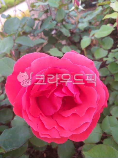 장미,빨간장미,붉은장미,식물,장미꽃말,blossom,plant,rose,flower,꽃