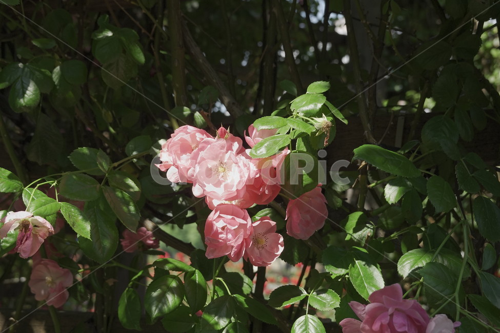 plant,식물,flower,blossom,꽃,장미,봄,감성사진
