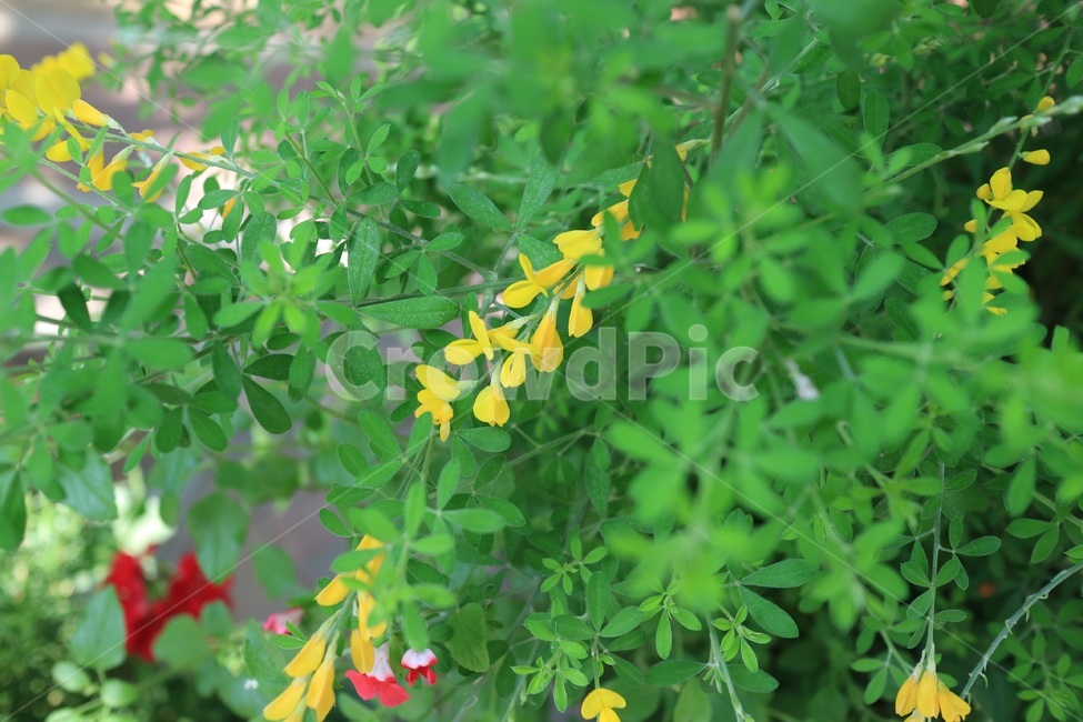 식물,잎,flower,yellow,꽃