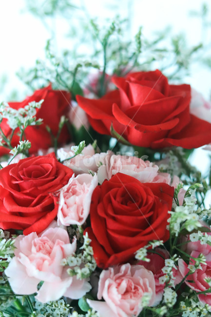 Gypsophila,pink rose,beautiful,red rose,rose,flower