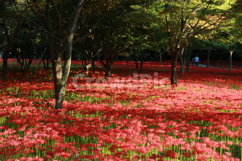 상사화,축제,빨강,영광,나무,꽃,자연,풍경,nature,landscape,plant,식물,tree