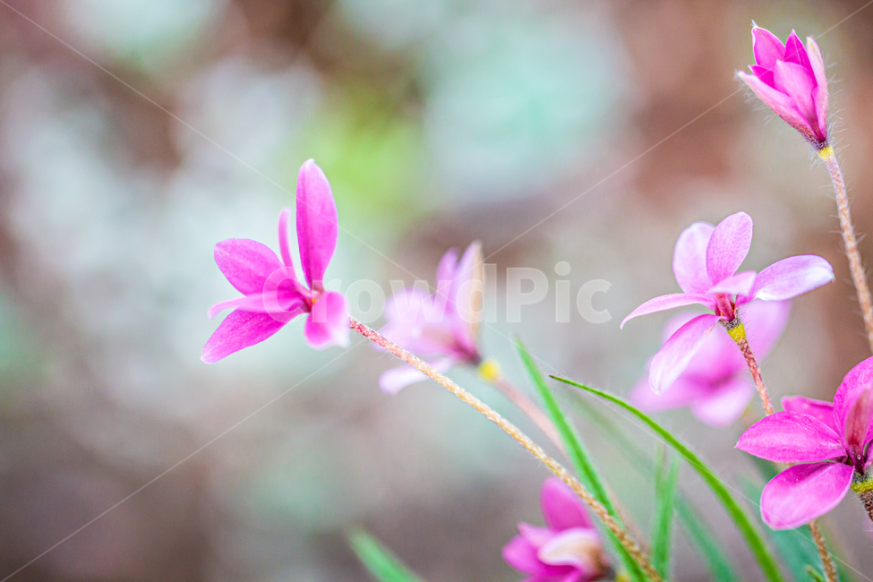 blossom,꽃,flower,plant,식물,바탕화면,자연,초록,green,nature,flowergarden,garden,식물,자연,plants,nature,꽃,flower