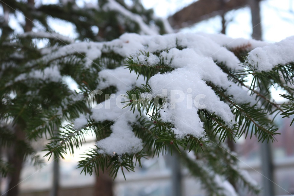 나무,눈,자연,갈색,흰색,tree,ki,snow,yuki,nature,brown,chairo,white,shiro,초록,green,midori,식물,plants,shokubutsu,겨울,winter,huyu