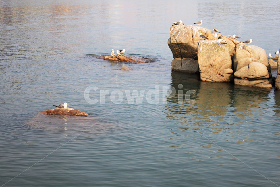 바다,물결,바위,돌,갈매기,새,경치,sea,wave,rock,commongull,bird,scenery,scene,view