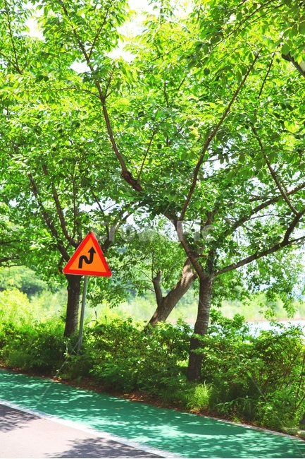 빛,햇빛,나무,여름,숲,표지,청량,자연,풍경,nature,landscape
