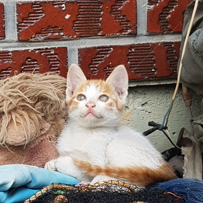 고양이,앞모습,벽돌,인형,전선
