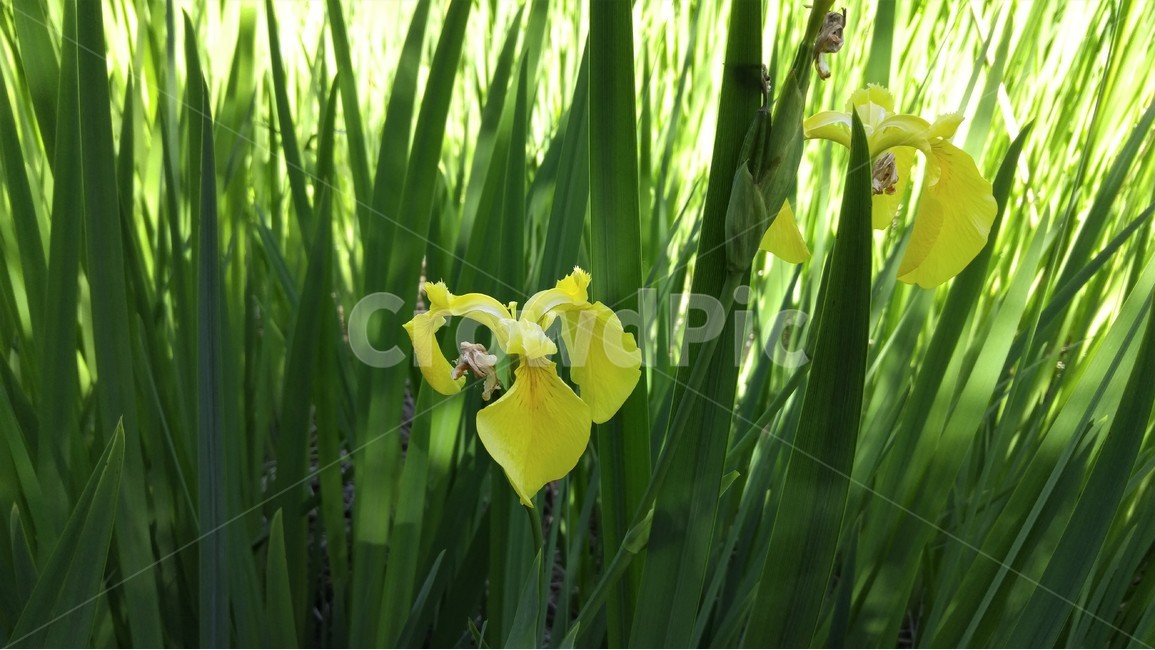 봄,꽃,봄꽃,붓꽃,식물,자연,아이리스,남가주,켈리포니아,southernCalifornia,봄,계절,spring,season,식물,자연,plants,nature,꽃,flower,blossom,iris,plant
