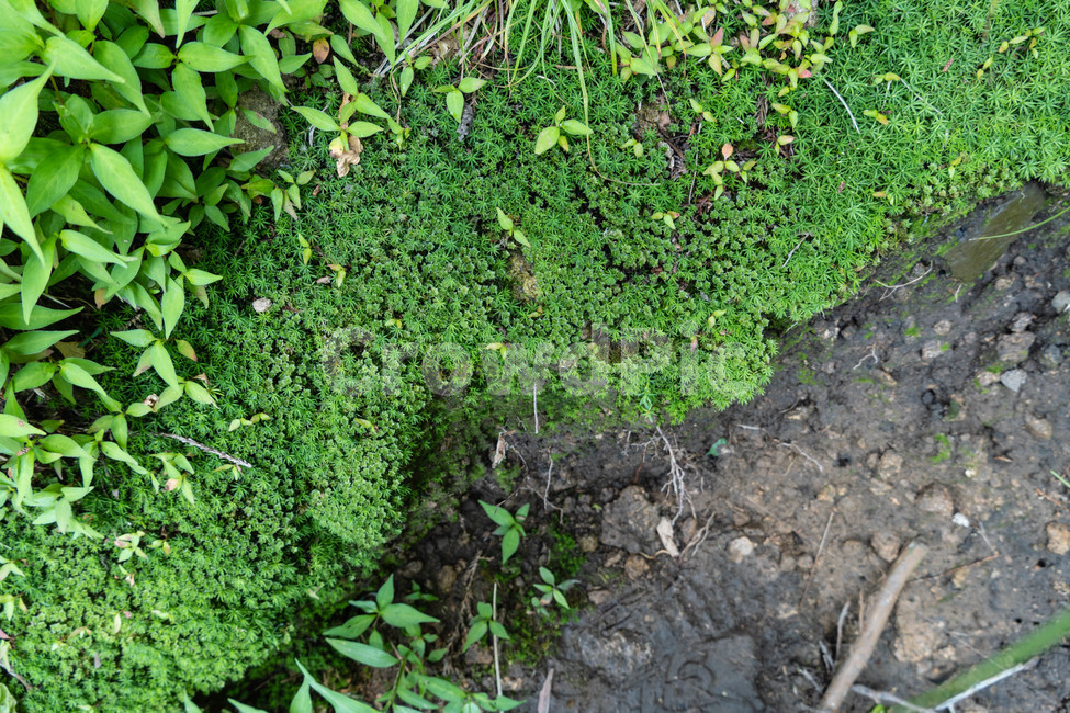 이끼,녹색,축축함,식물,작은
