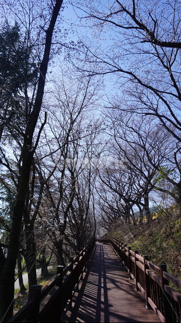 산책길,산책,풍경,자연,벚꽃,벚꽃길,산,봄