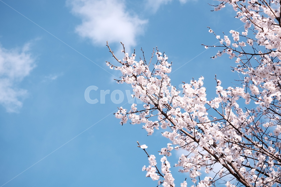 벚꽃,봄꽃,cherryblossom,flower,spring,봄하늘,하늘,봄,계절,spring,season,식물,자연,plants,nature,꽃,flower,plant