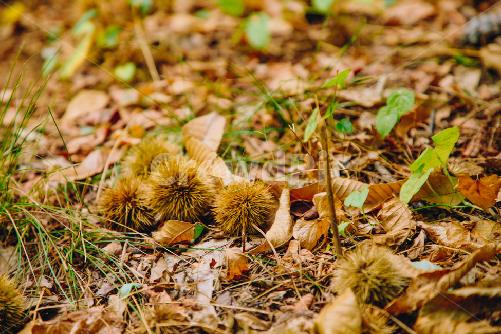 밤,밤송이,알밤,낙옆,가을,추석,나뭇잎,풀잎,단풍,명절,가을,계절,fall,autumn,season,자연,풍경,nature,landscape,감성,sensible,feeling,ground,바닥