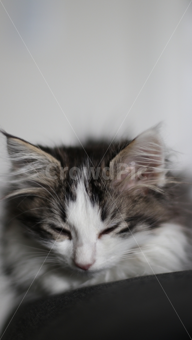 고양이,아기고양이,반려동물,냥이,애완동물,노르웨이숲,동물,animal,포유류,mammal,고양이,cat,kitten,kitty