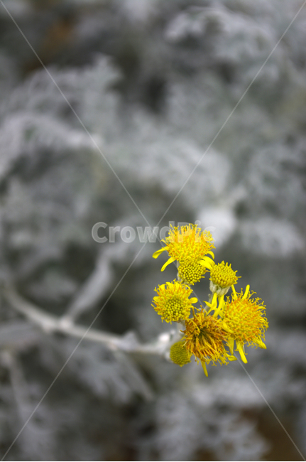 꽃,식물,flower,plant,설국,식물,자연,plants,nature,꽃,flower