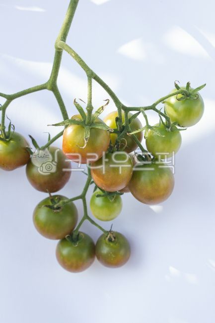 berry,fruit,stem,tomato,cherry tomato,red,ripening,green,nature,plant,white background
