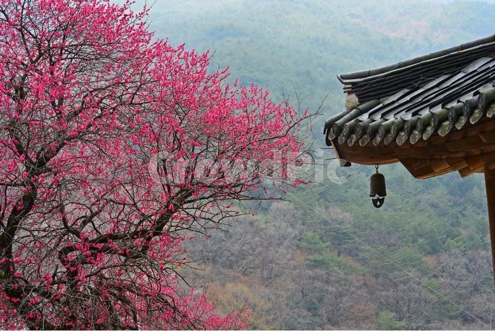 전남,구례,화엄사,흑매,홍매화,사찰,절,봄,계절,자연,경치,경관,지붕,roof,풍경