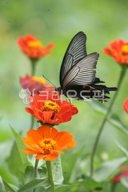 butterfly,insect,swallowtail butterfly,zinnia,flower,Redbellied myrtle