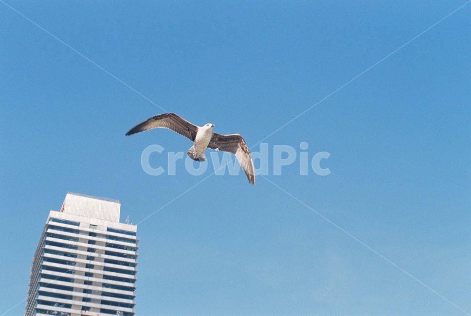 바다,바닷가,기러기,갈매기,하늘,새,비행,beach,coast,sea,ocean,wildgoose,gull,seagull,sky,fly,flying,bird