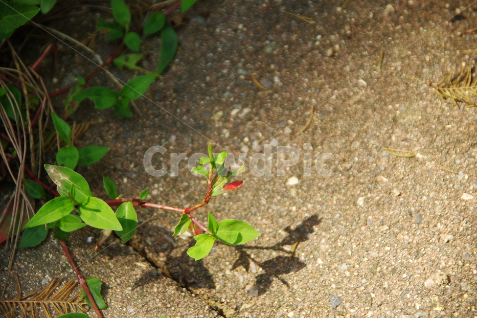 잡초,마당,정원,그림자,풀,식물,자연,plants,nature