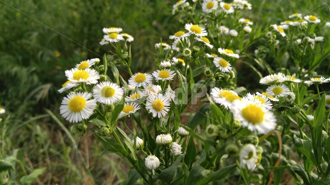 개망초,꽃,들꽃,야생화,흰꽃,흰색,녹색,배경,감성,계절,flower,wildflower,whiteflowers,white,green,background,emotional,season,fieldflowers