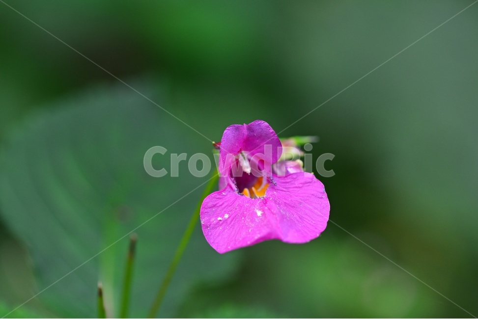 plant,식물,blossom,flower,꽃,물봉선화