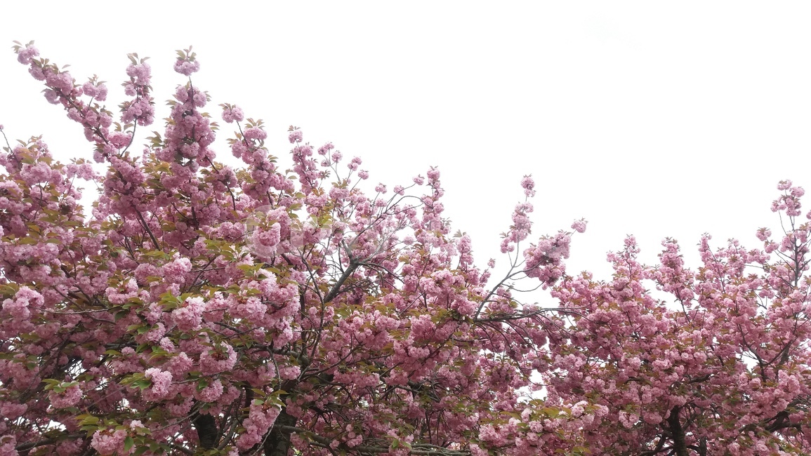 봄,꽃,겹벚꽃,벚꽃,하늘