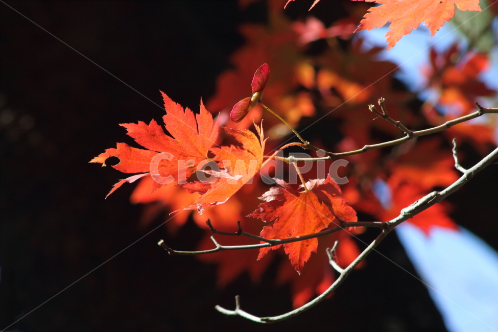 단풍,단풍나무,엽록소,가을,redleaves,가을,계절,fall,autumn,season,plant,식물,leaf,잎,tree,나무,maple