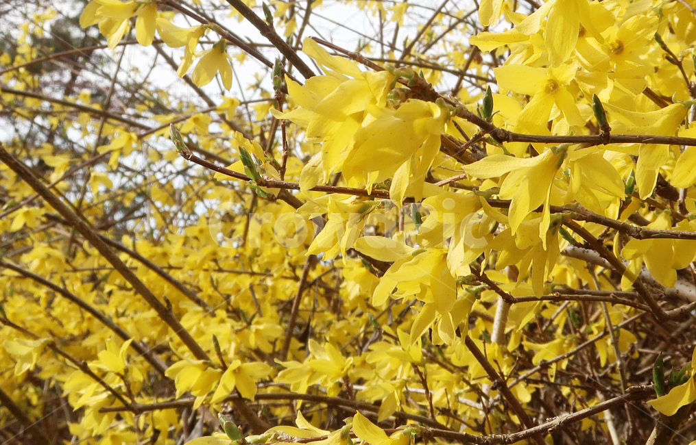 개나리,노랑,꽃,봄,꽃송이,노란,spring,flower,yellow