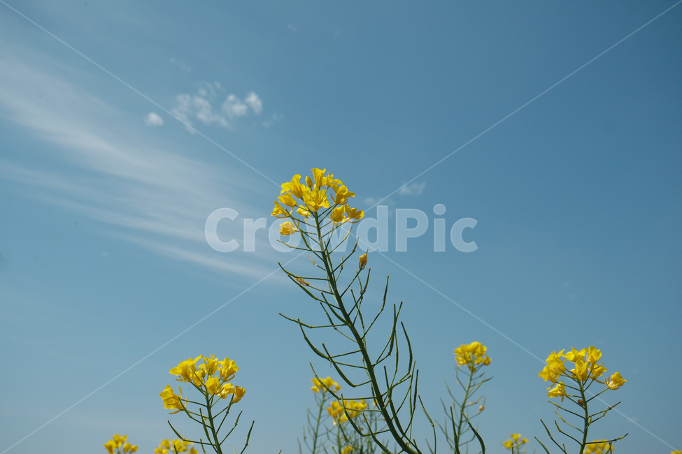 봄,꽃,유채,하늘,자연,봄,계절,spring,season,식물,자연,plants,nature,꽃,flower,plant