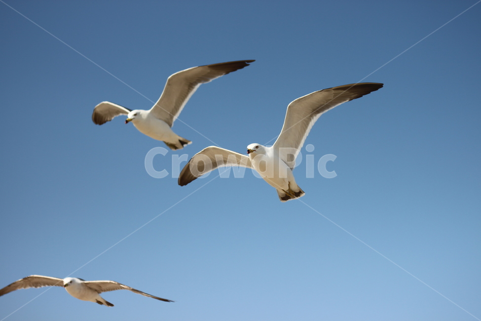 갈매기,비행,seagull,하늘,갈매기때,sky,푸른,맑은